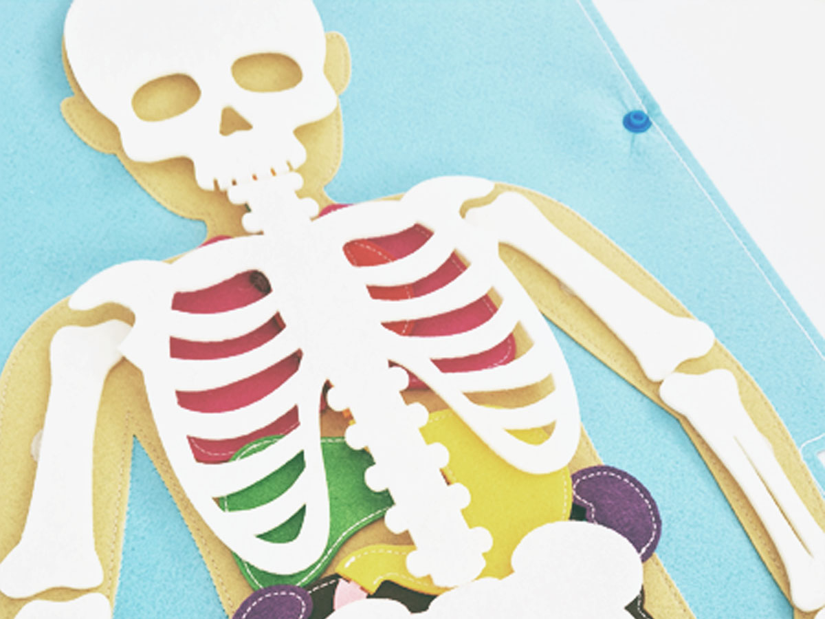 Inside My Body educational playset